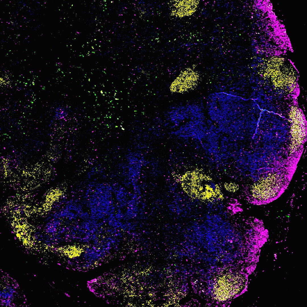 World Models: The Next Frontier in AI's Quest to Understand Reality